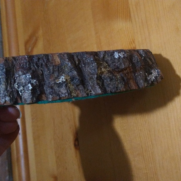 Sliced tree trunk painted shellac bear picture - Picture 5 of 10